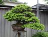 chiharu-imai-s-fabulous-bonsai-garden