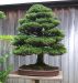 chiharu-imai-s-fabulous-bonsai-garden