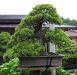 chiharu-imai-s-fabulous-bonsai-garden