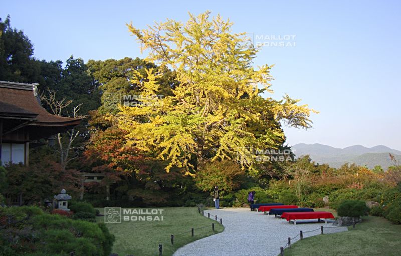 la-villa-okochi-sanso-a-kyoto