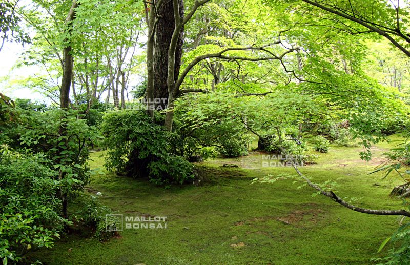 la-villa-okochi-sanso-a-kyoto
