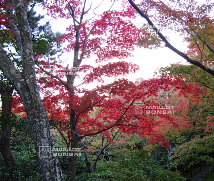 la-villa-okochi-sanso-a-kyoto