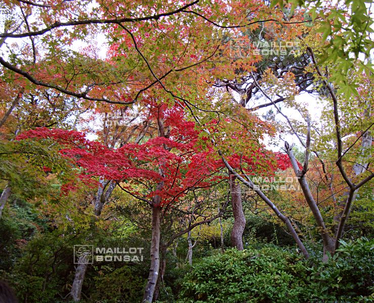 la-villa-okochi-sanso-a-kyoto
