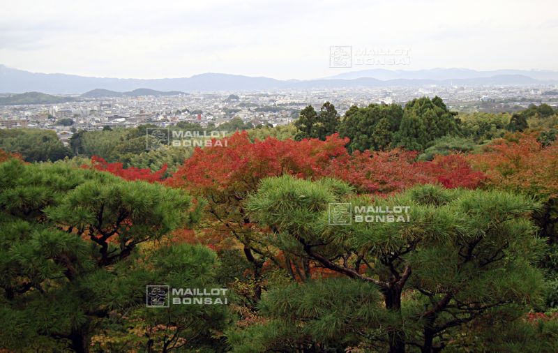 la-villa-okochi-sanso-a-kyoto