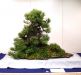 the-world-of-master-saburo-katoh-and-his-forest-bonsai-masterpieces