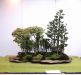 the-world-of-master-saburo-katoh-and-his-forest-bonsai-masterpieces