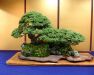 the-world-of-master-saburo-katoh-and-his-forest-bonsai-masterpieces