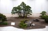 the-world-of-master-saburo-katoh-and-his-forest-bonsai-masterpieces