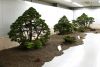 the-world-of-master-saburo-katoh-and-his-forest-bonsai-masterpieces