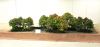 the-world-of-master-saburo-katoh-and-his-forest-bonsai-masterpieces