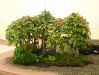 the-world-of-master-saburo-katoh-and-his-forest-bonsai-masterpieces