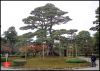 pinus-pentaphylla-sur-racines