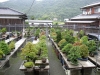 tomoya-nishikawa-bonsai-garden