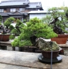 tomoya-nishikawa-bonsai-garden