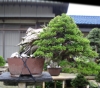 tomoya-nishikawa-bonsai-garden