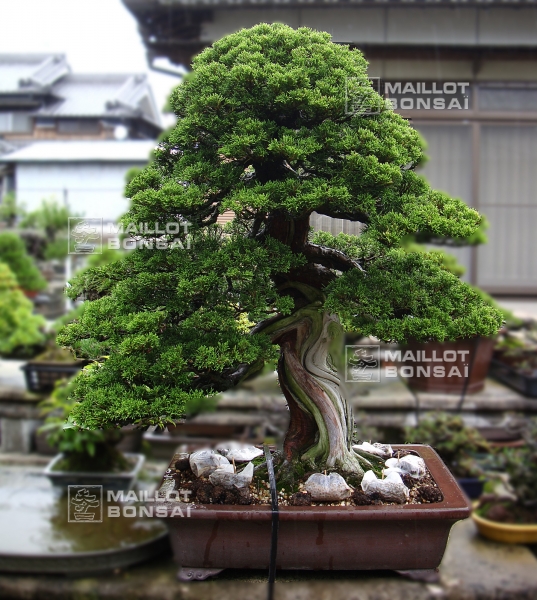 le-jardin-de-me-tomoya-nishikawa