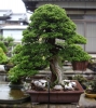 le-jardin-de-maitre-tomoya-nishikawa