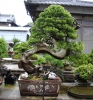 tomoya-nishikawa-bonsai-garden