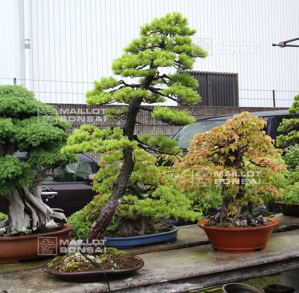 le-jardin-de-me-tomoya-nishikawa