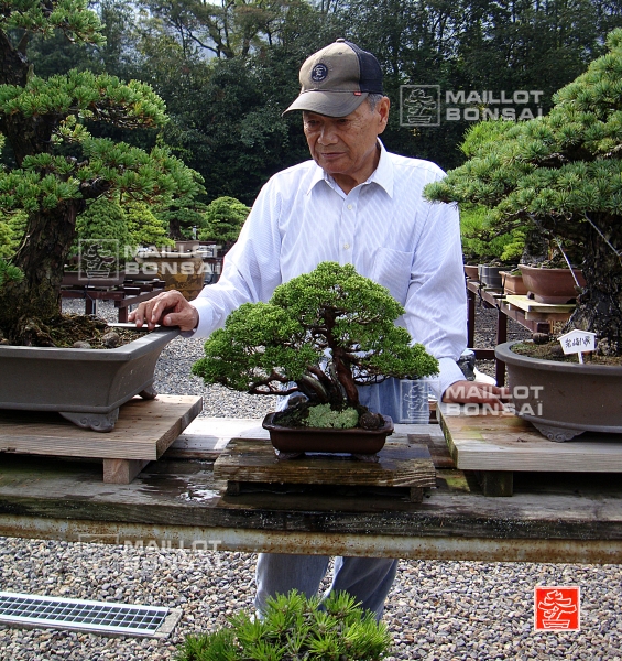 une-vie-dediee-aux-bonsai-avec-me-hino