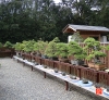 my-life-with-bonsai-hino-san-bonsai-garden