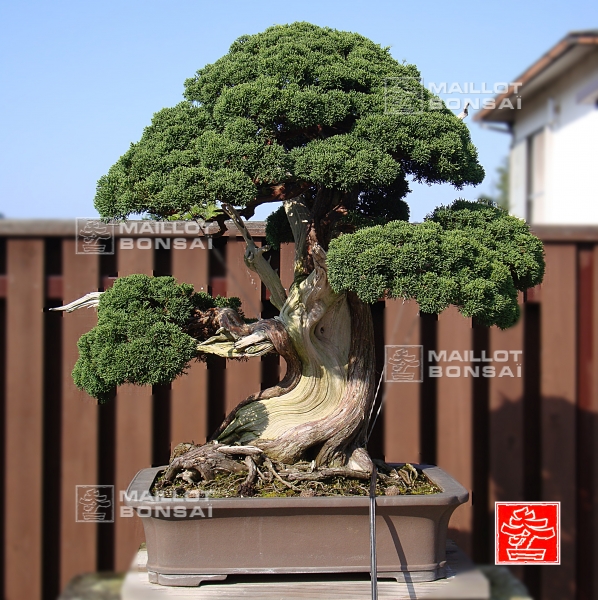 une-vie-dediee-aux-bonsai-avec-me-hino