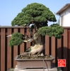 une-vie-dediee-aux-bonsai-avec-maitre-hino