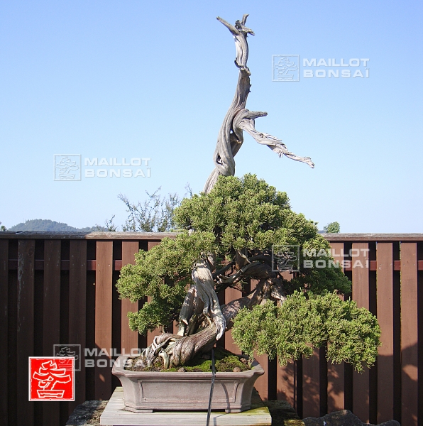 une-vie-dediee-aux-bonsai-avec-me-hino
