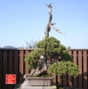 une-vie-dediee-aux-bonsai-avec-maitre-hino