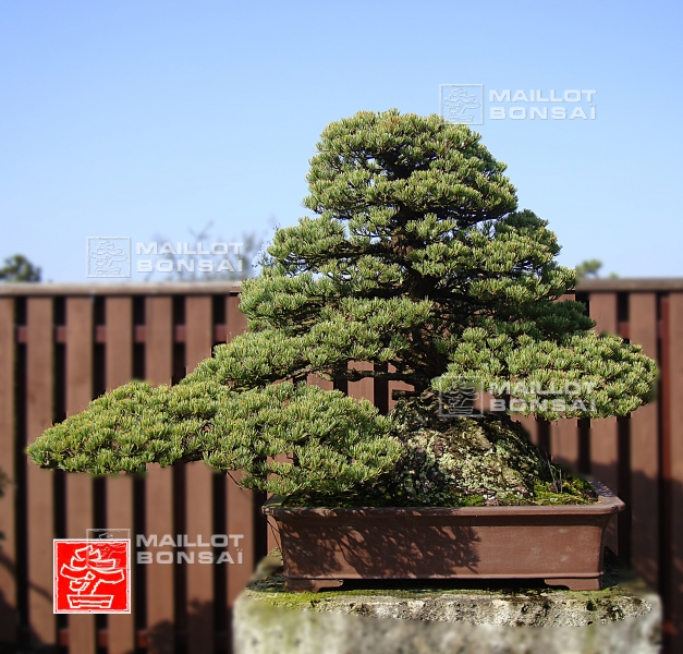 une-vie-dediee-aux-bonsai-avec-me-hino