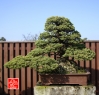 my-life-with-bonsai-hino-san-bonsai-garden