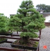 my-life-with-bonsai-hino-san-bonsai-garden