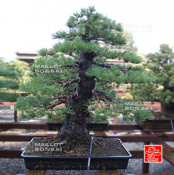 une-vie-dediee-aux-bonsai-avec-me-hino