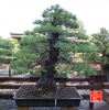 une-vie-dediee-aux-bonsai-avec-maitre-hino