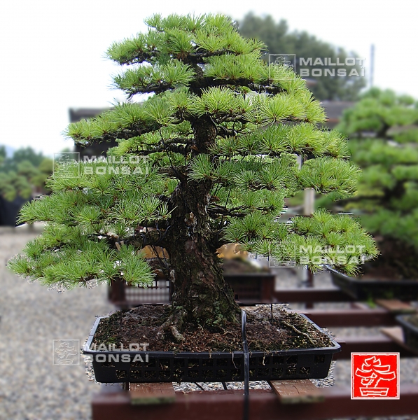 une-vie-dediee-aux-bonsai-avec-me-hino