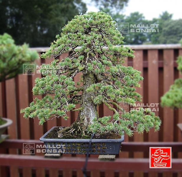 une-vie-dediee-aux-bonsai-avec-me-hino