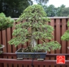 my-life-with-bonsai-hino-san-bonsai-garden