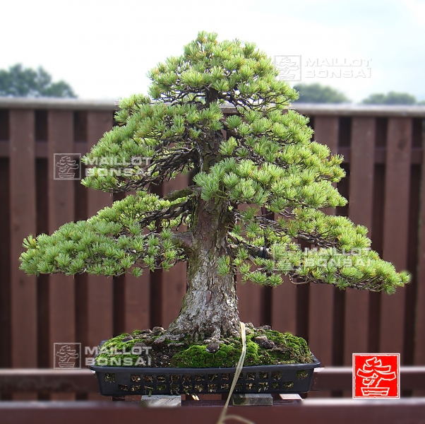 une-vie-dediee-aux-bonsai-avec-me-hino