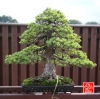 une-vie-dediee-aux-bonsai-avec-maitre-hino