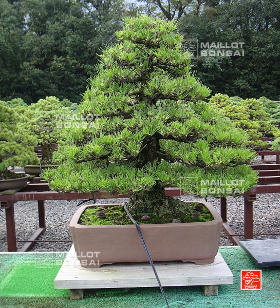 une-vie-dediee-aux-bonsai-avec-me-hino
