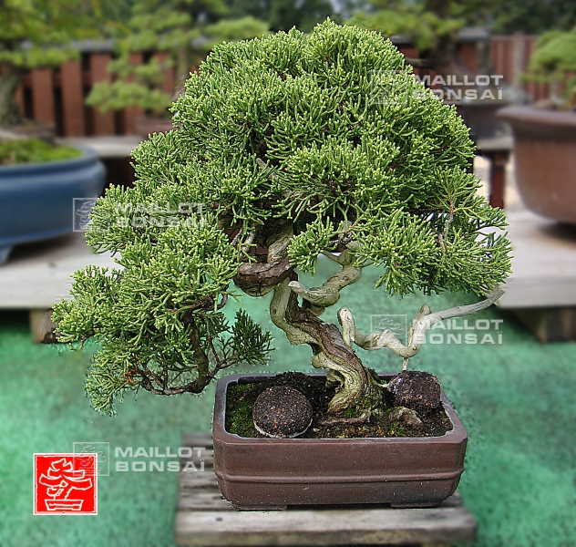 une-vie-dediee-aux-bonsai-avec-me-hino