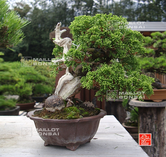 une-vie-dediee-aux-bonsai-avec-me-hino