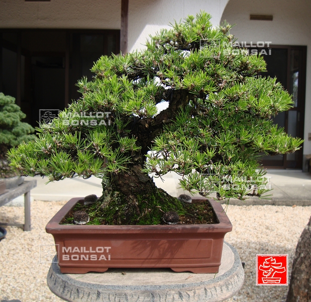 une-vie-dediee-aux-bonsai-avec-me-hino