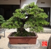 une-vie-dediee-aux-bonsai-avec-maitre-hino