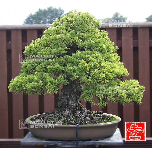 une-vie-dediee-aux-bonsai-avec-me-hino