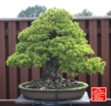 une-vie-dediee-aux-bonsai-avec-maitre-hino