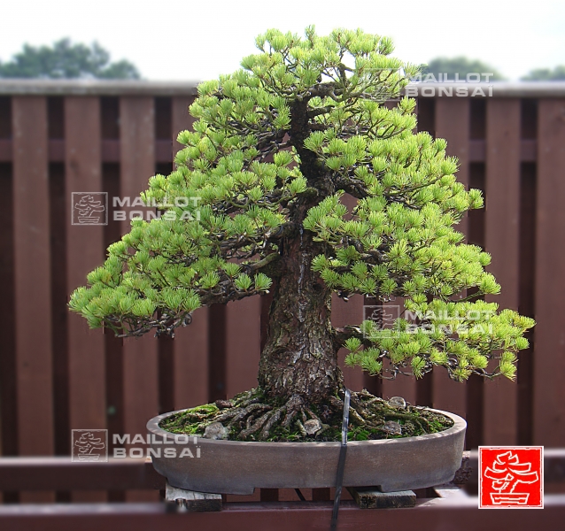 une-vie-dediee-aux-bonsai-avec-me-hino