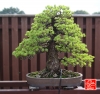 my-life-with-bonsai-hino-san-bonsai-garden