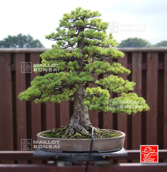 une-vie-dediee-aux-bonsai-avec-me-hino