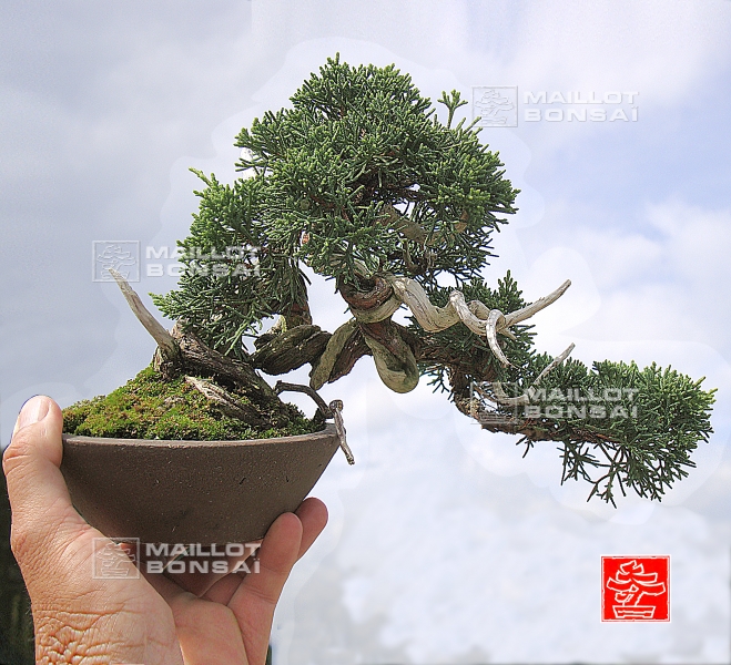 une-vie-dediee-aux-bonsai-avec-me-hino